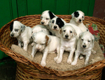 English Setter puppies in the basket