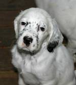 English Setter puppy