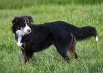 English Shepherd dog in the field