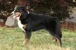 English Shepherd dog in the forest