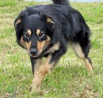 English Shepherd dog looking at you