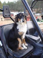 English Shepherd dog on the chair