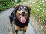 English Shepherd dog on the road