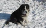 English Shepherd dog on the snow