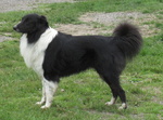 English Shepherd dog side view