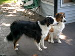 English Shepherd dogs near the house