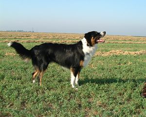 English Shepherd wallpaper