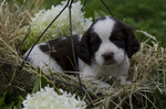 English Shepherd puppy in flowers