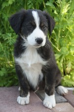 English Shepherd puppy