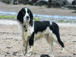 English Springer Spaniel puppy on the beach