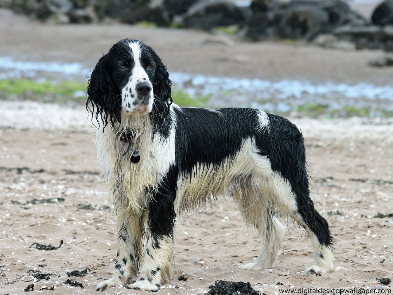 english setter springer spaniel mix