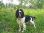 English Springer Spaniel dog in the forest