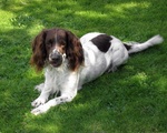 English Springer Spaniel dog looking at you