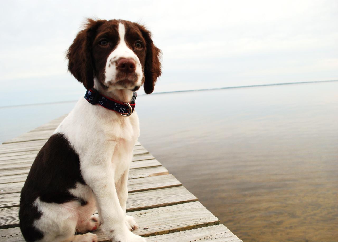 English Springer Spaniel dog on the bridge photo and wallpaper