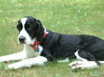 English Springer Spaniel dog with a red collar