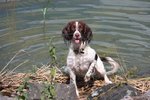 English Springer Spaniel in the water