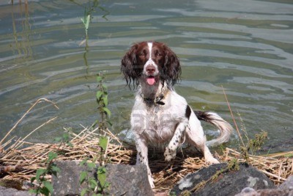 English Springer Spaniel in the water wallpaper