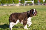 English Springer Spaniel on a walk