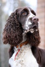 English Springer Spaniel