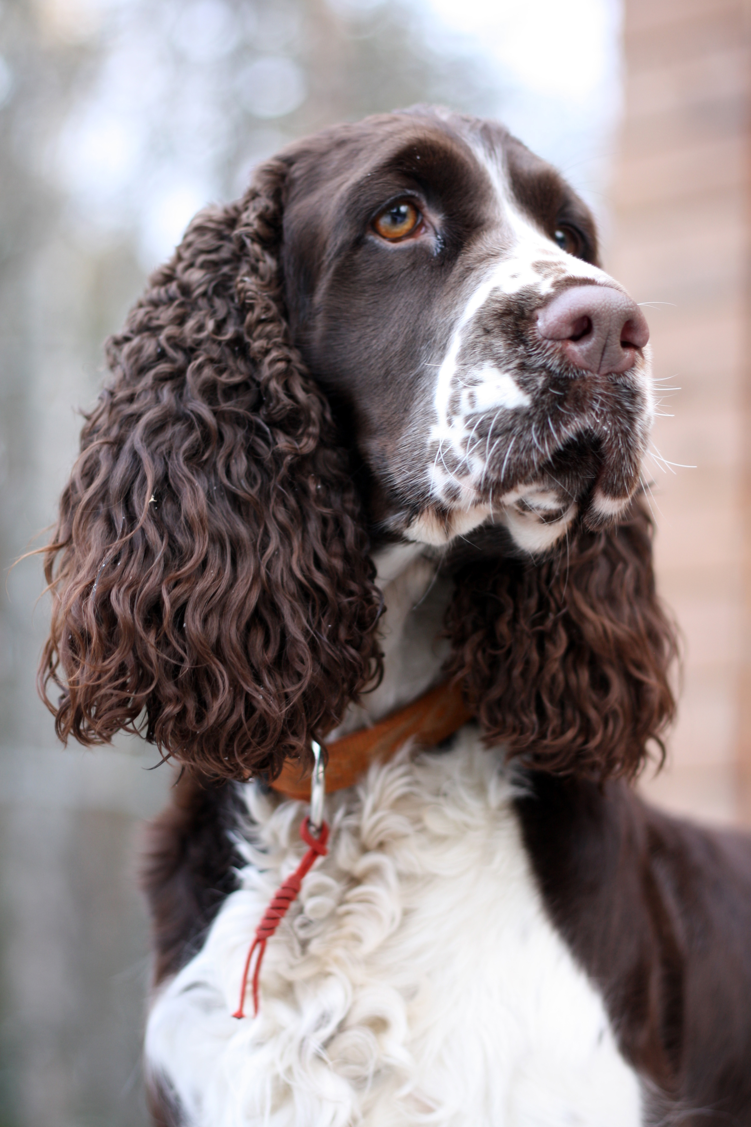 English Springer Spaniel wallpaper