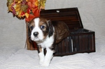 English Springer Spaniel puppy in a box