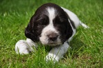 English Springer Spaniel puppy on the grass