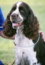 English Springer Spaniel with the owner