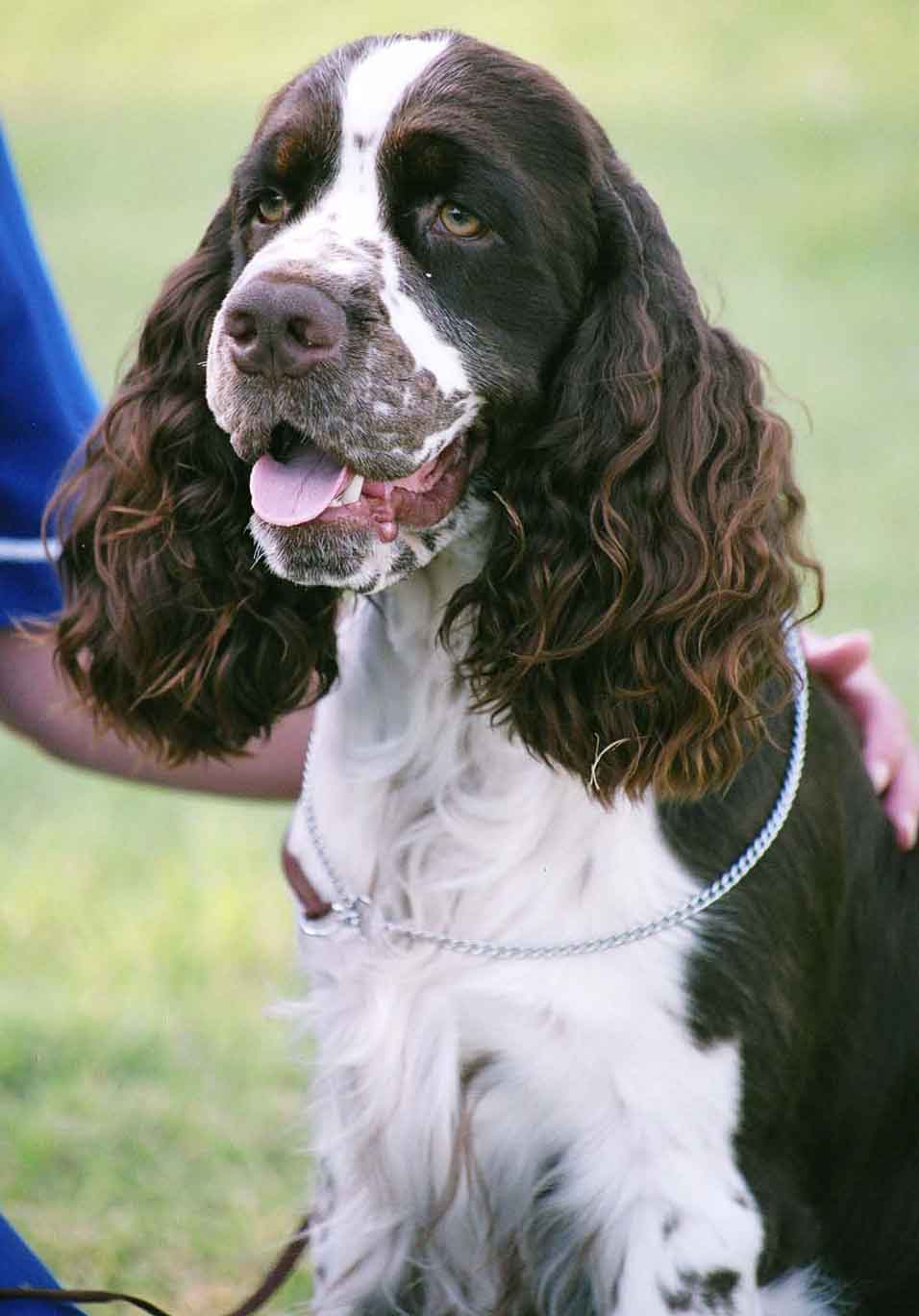 English Springer Spaniel with the owner wallpaper