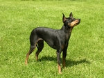 English Toy Terrier(Black Tan) dog on the grass