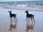 English Toy Terrier(Black Tan) dogs by the sea