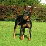 English Toy Terrier(Black Tan) near the bushes