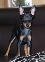 English Toy Terrier(Black Tan) on couch