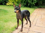 English Toy Terrier(Black Tan) on the road