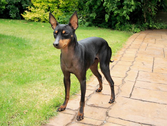 English Toy Terrier(Black Tan) on the road wallpaper