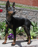 English Toy Terrier(Black Tan) 