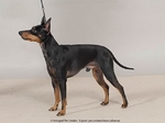 English Toy Terrier(Black Tan) side view