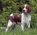 English Water Spaniel in the forest