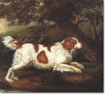 English Water Spaniel near the tree