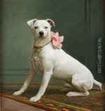 English White Terrier dog girl