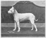 English White Terrier dog