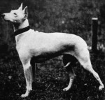 English White Terrier