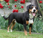 Entlebucher Mountain Dog near flowers