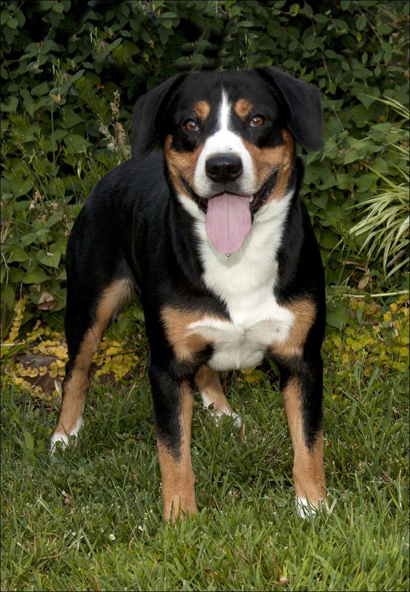 Entlebucher Mountain Dog wallpaper