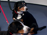 Entlebucher Mountain Dogs in the red collars