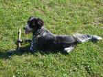 Epagneul Bleu de Picardie dog with a stick