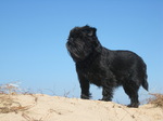 Epic Affenpinscher is looking forward