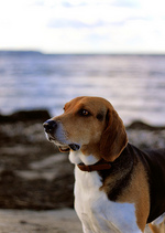 Estonian Hound dog by the water