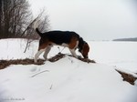 Estonian Hound dog in the snow