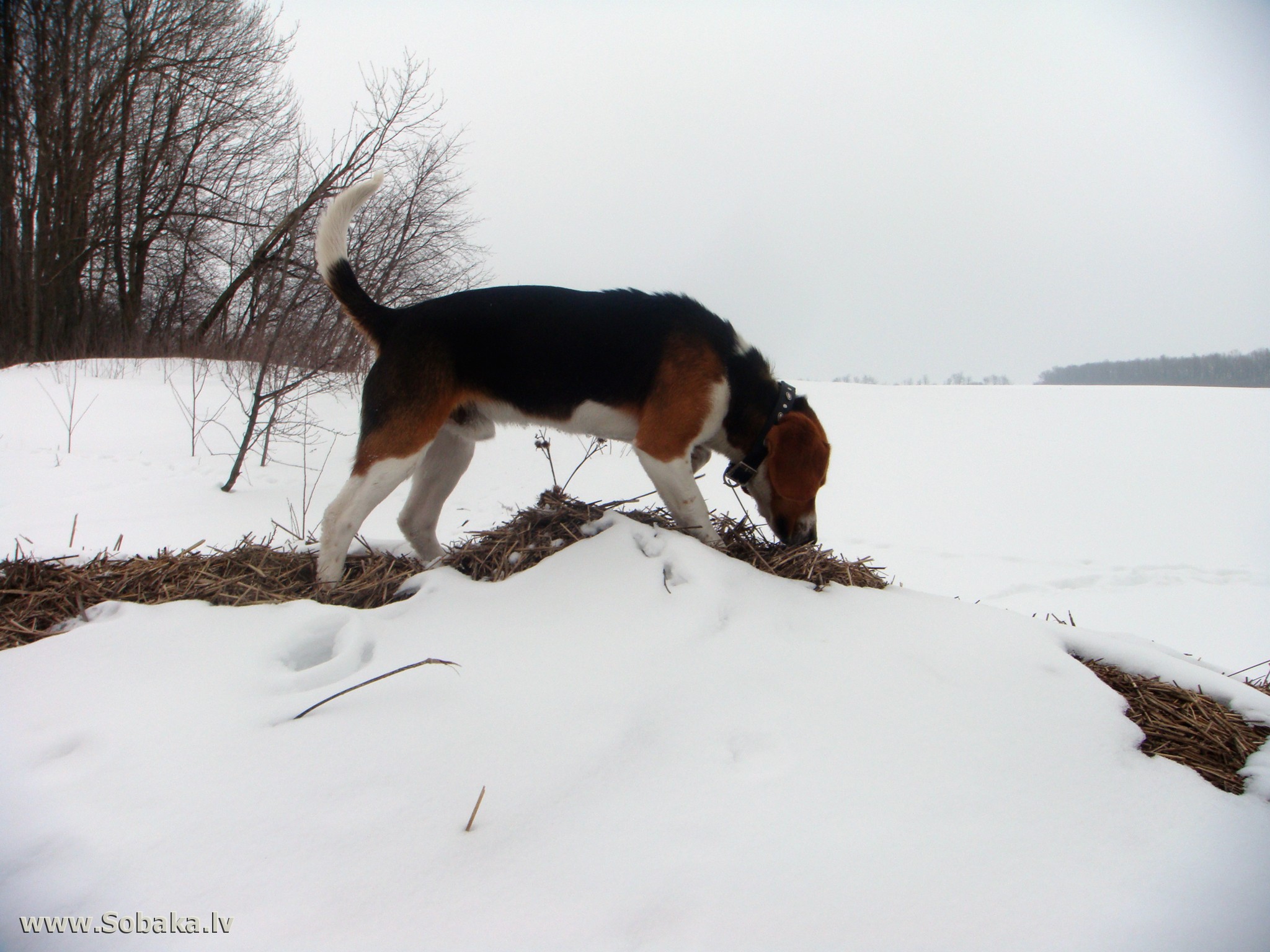 Эстонская гончая в снегу фото