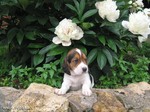 Estonian Hound puppy